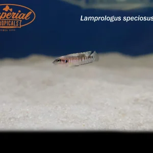 Black Ocellatus (Lamprologus speciosus)