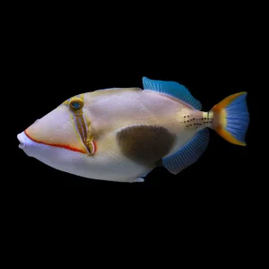 Black Patch Triggerfish (Rhinecanthus verrucosus) - SAQ Chicago Fish