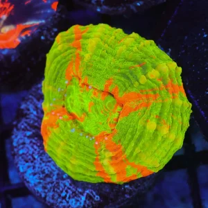 Bleeding Apple Scolymia WYSIWYG - SAQ Coral Farm
