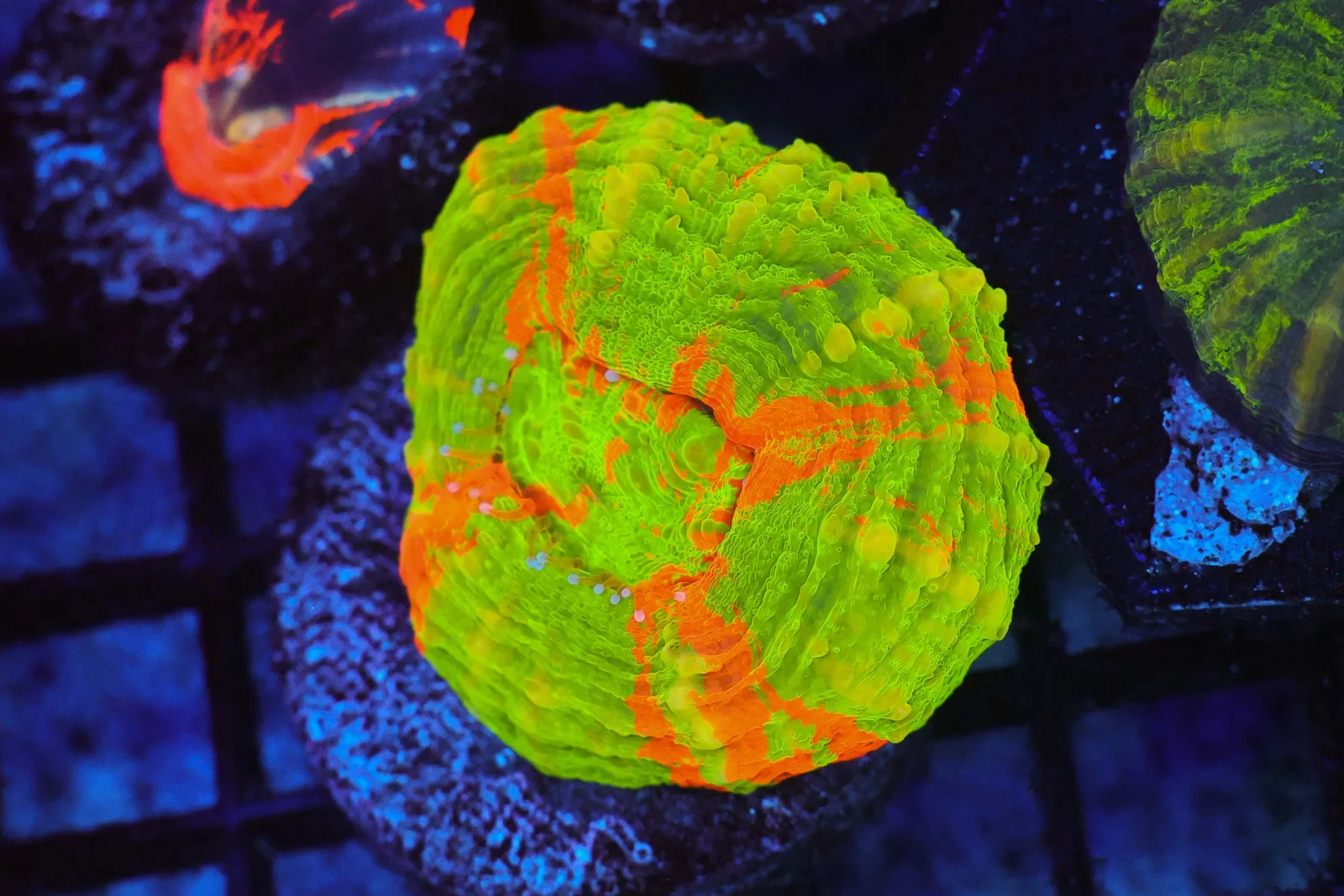 Bleeding Apple Scolymia WYSIWYG - SAQ Coral Farm