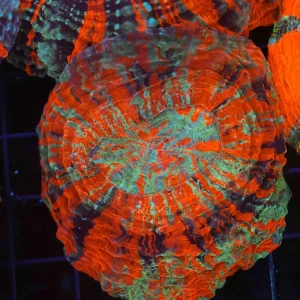 Blind Rage Acanthophyllia WYSIWYG - SAQ Coral Farm