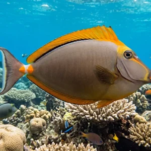 Blonde Naso Tang (Naso elegans) Large - SAQ Chicago Fish