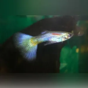 Blue Delta Guppy (Pair)