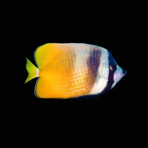 Blue Head Butterflyfish (Chaetodon Kleinii) - SAQ Chicago Fish