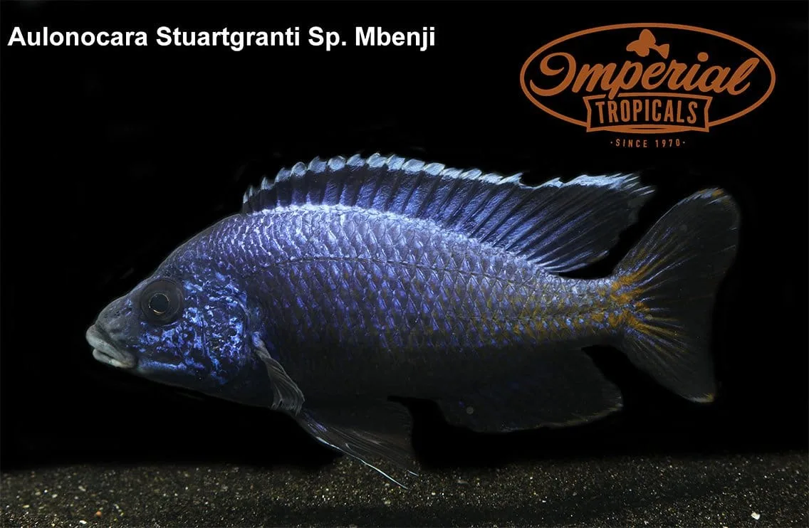 Blue Regal "Mbenji" Peacock (Aulonocara koningsi) - Image 2