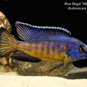 Blue Regal "Mbenji" Peacock (Aulonocara koningsi)