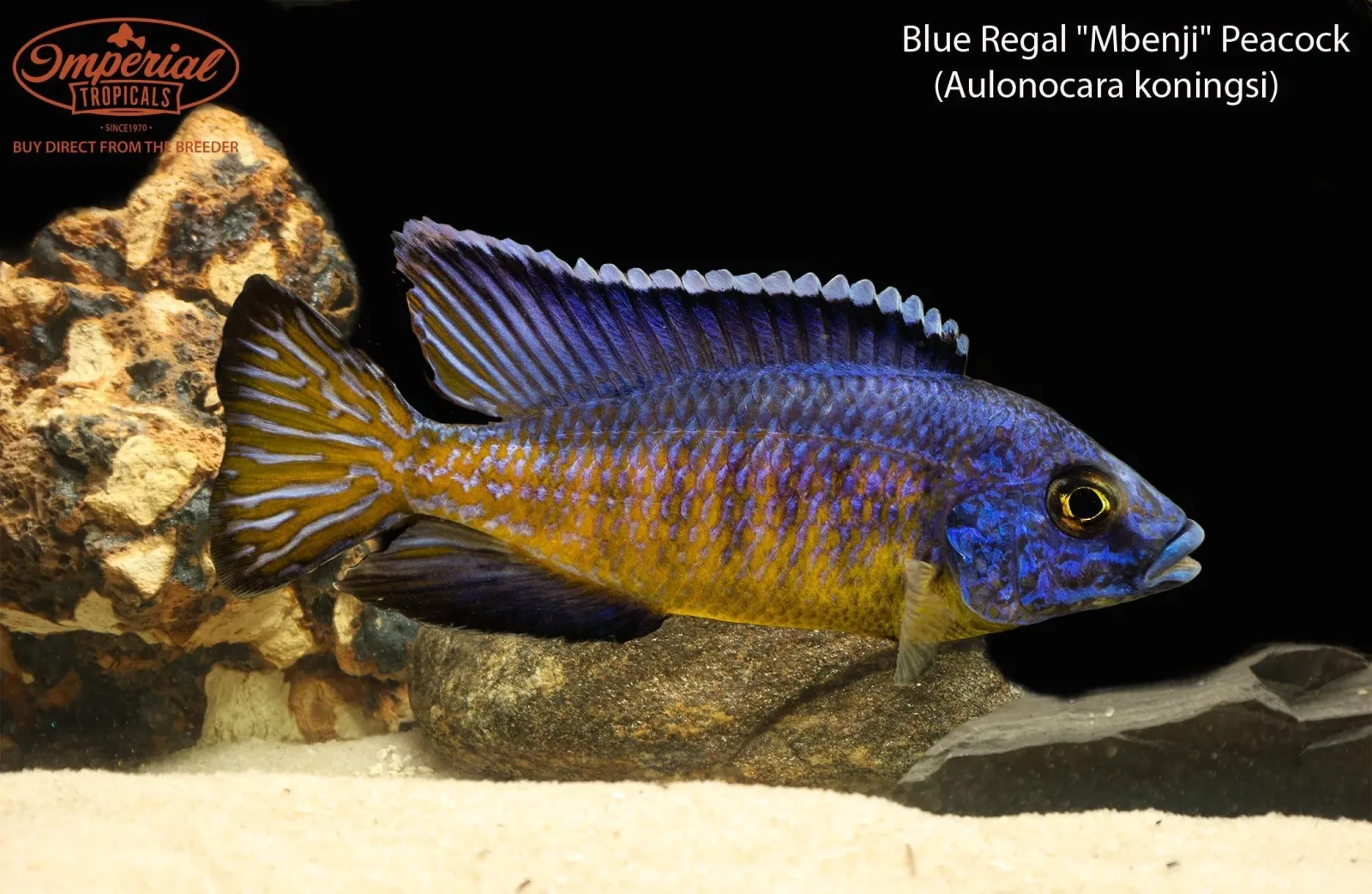 Blue Regal "Mbenji" Peacock (Aulonocara koningsi)