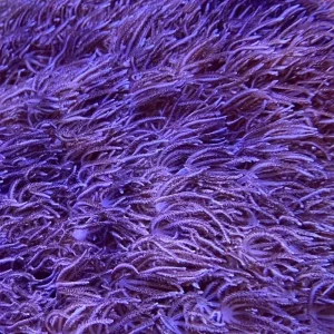 Blue Xenia Coral - SAQ Coral Farm