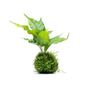 Bolbitis Heteroclita on Moss Ball