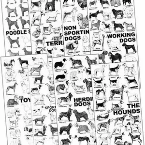 Breed Posters, Set of 9
