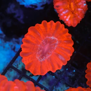 Bright Red Cynarina WYSIWYG - SAQ Coral Farm
