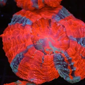 Bright Red Striped Acanthophyllia WYSIWYG - SAQ Coral Farm