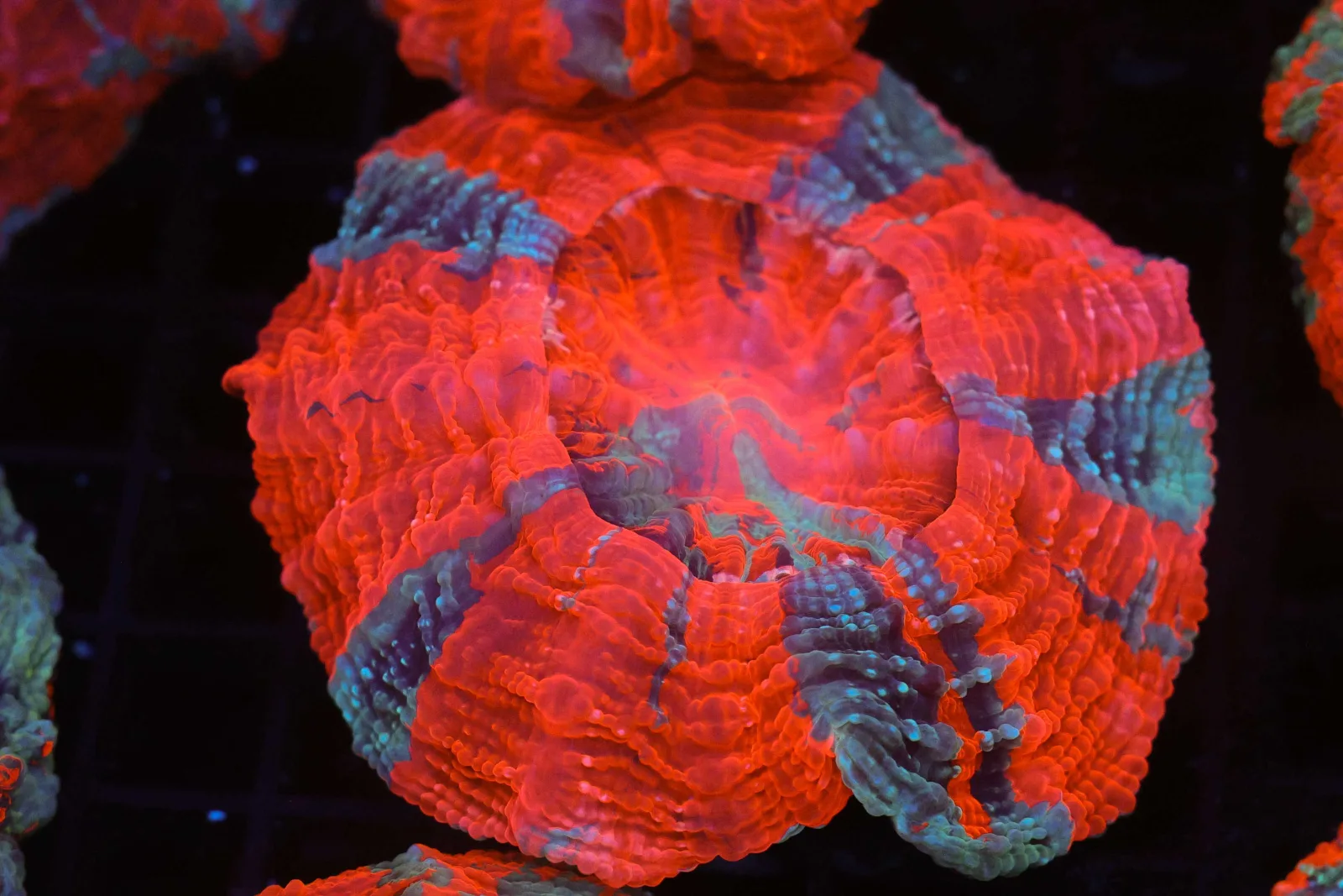 Bright Red Striped Acanthophyllia WYSIWYG - SAQ Coral Farm