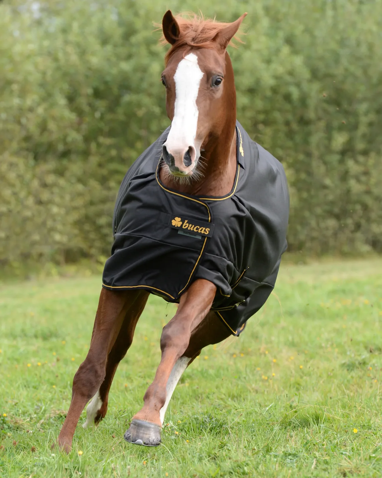 Bucas Irish Classic Lightweight Turnout Blanket - Image 2