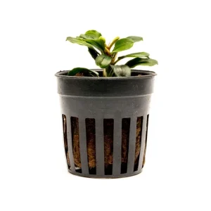 Bucephalandra Apple Leaf