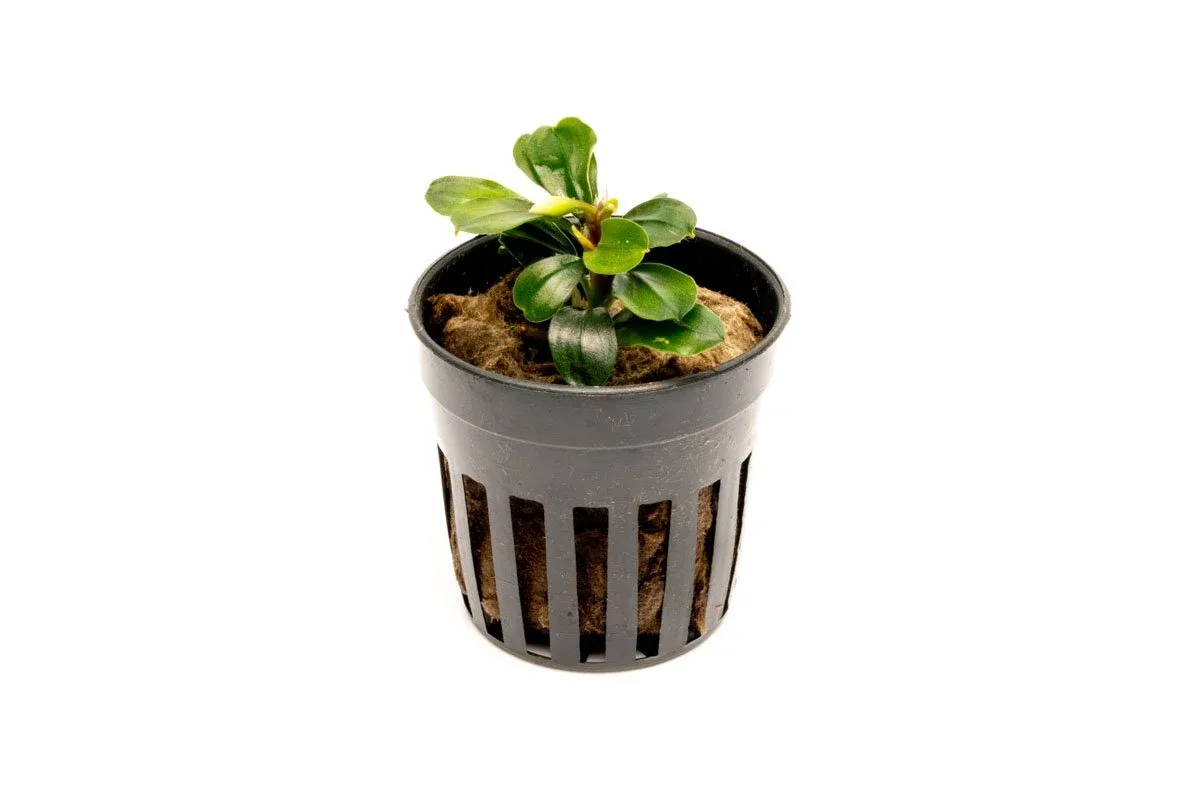 Bucephalandra Apple Leaf - Image 2