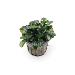 Bucephalandra Arrogant Blue Pot