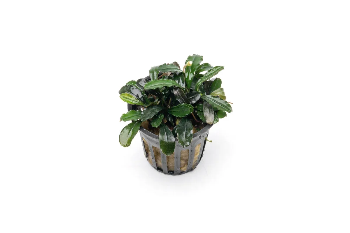 Bucephalandra Arrogant Blue Pot