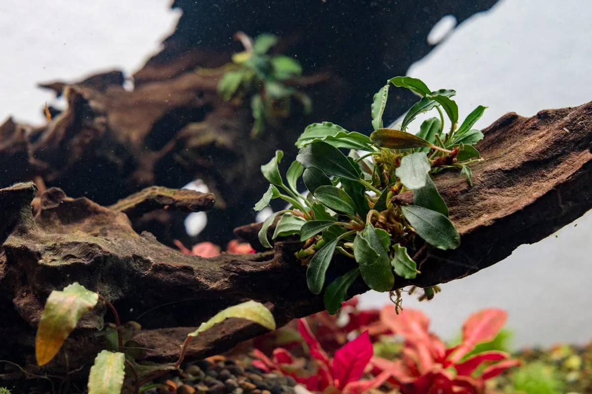 Bucephalandra Arrogant Blue Pot - Image 2