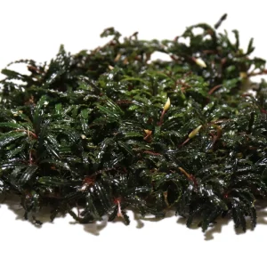 Bucephalandra Belindae