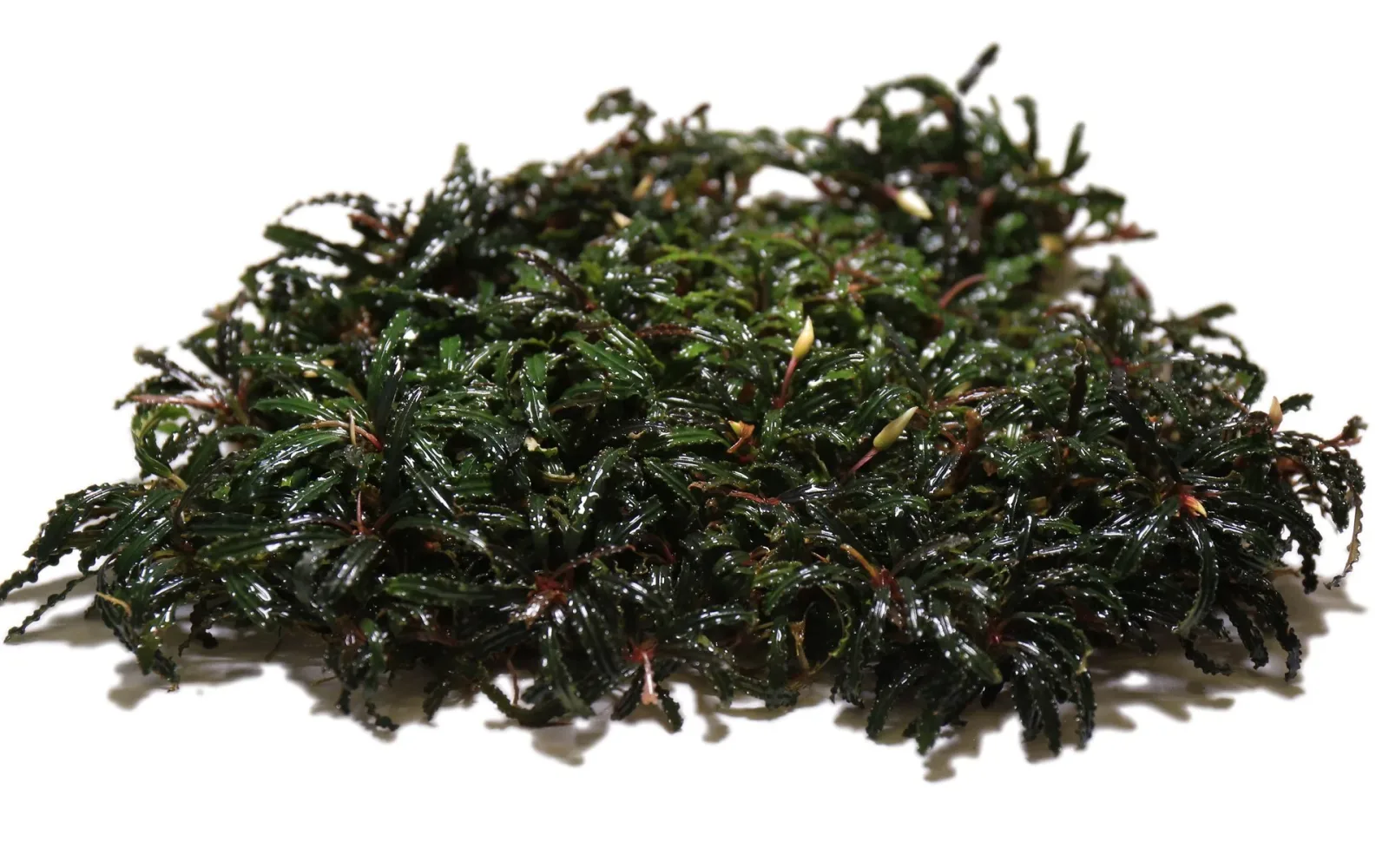 Bucephalandra Belindae