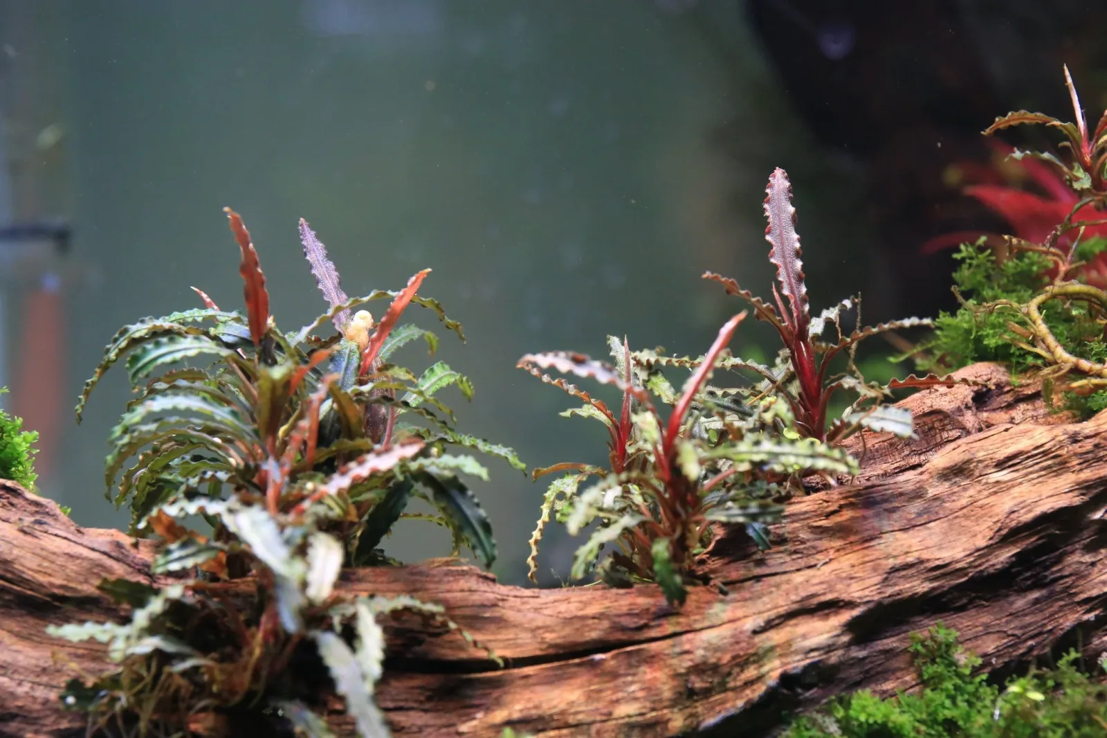 Bucephalandra Belindae - Image 2