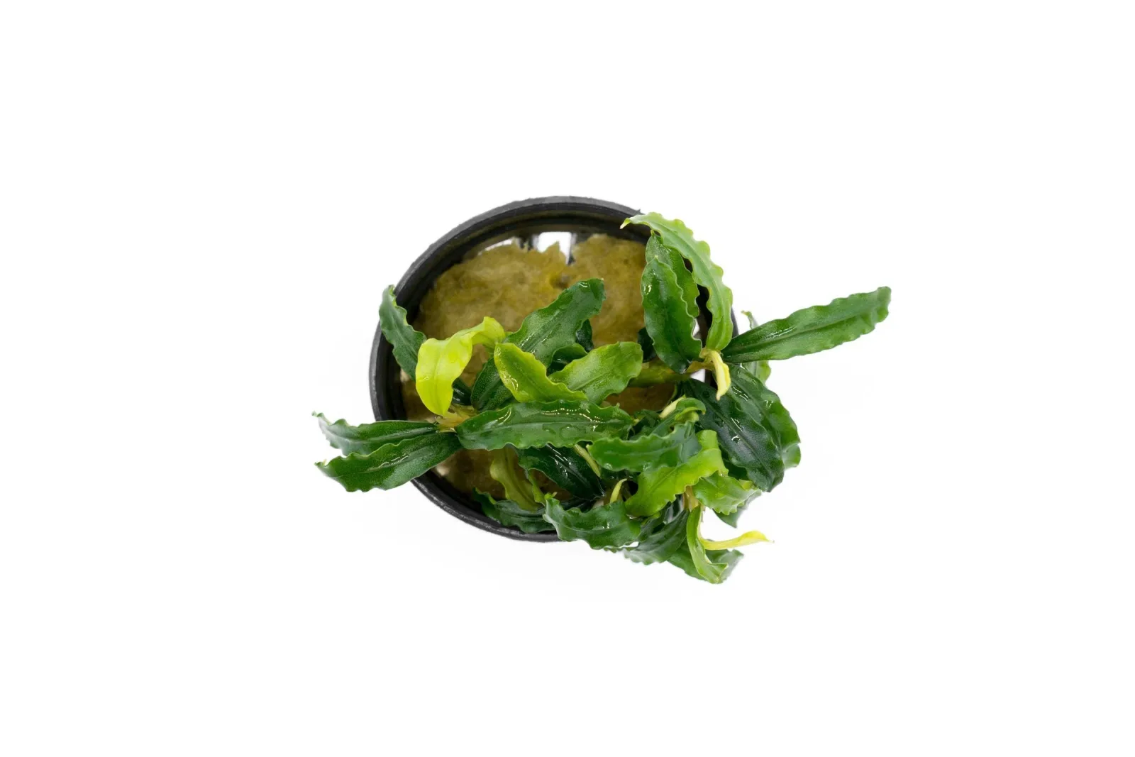 Bucephalandra Biblis Blue Sky (Farmed) - Image 2