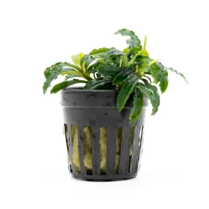 Bucephalandra Biblis Blue Sky (Farmed)
