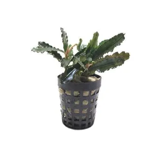 Bucephalandra Biblis Pot (Farmed)