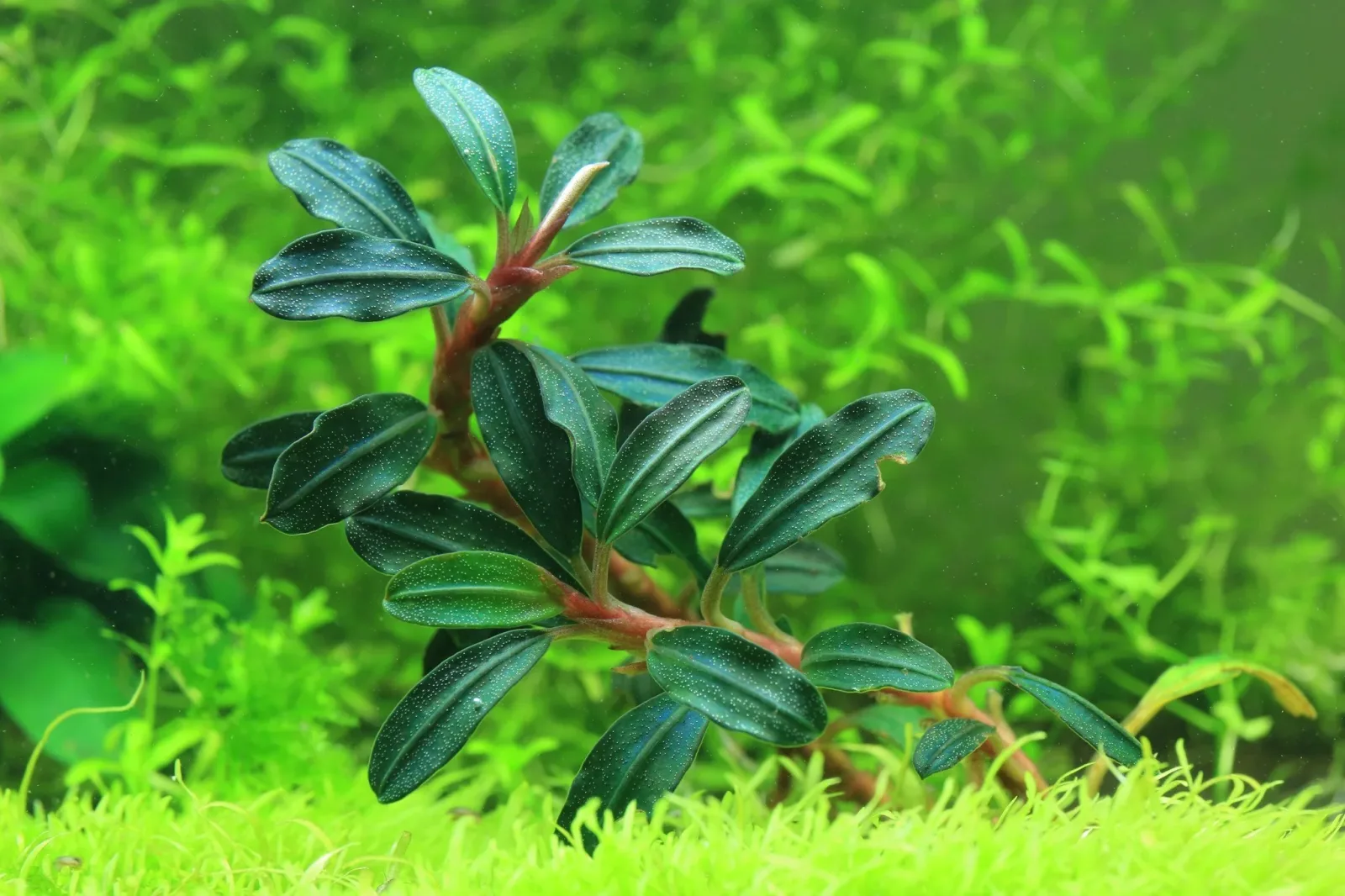 Bucephalandra Black Mist - Image 2