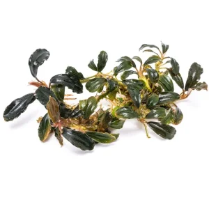 Bucephalandra Black Mist