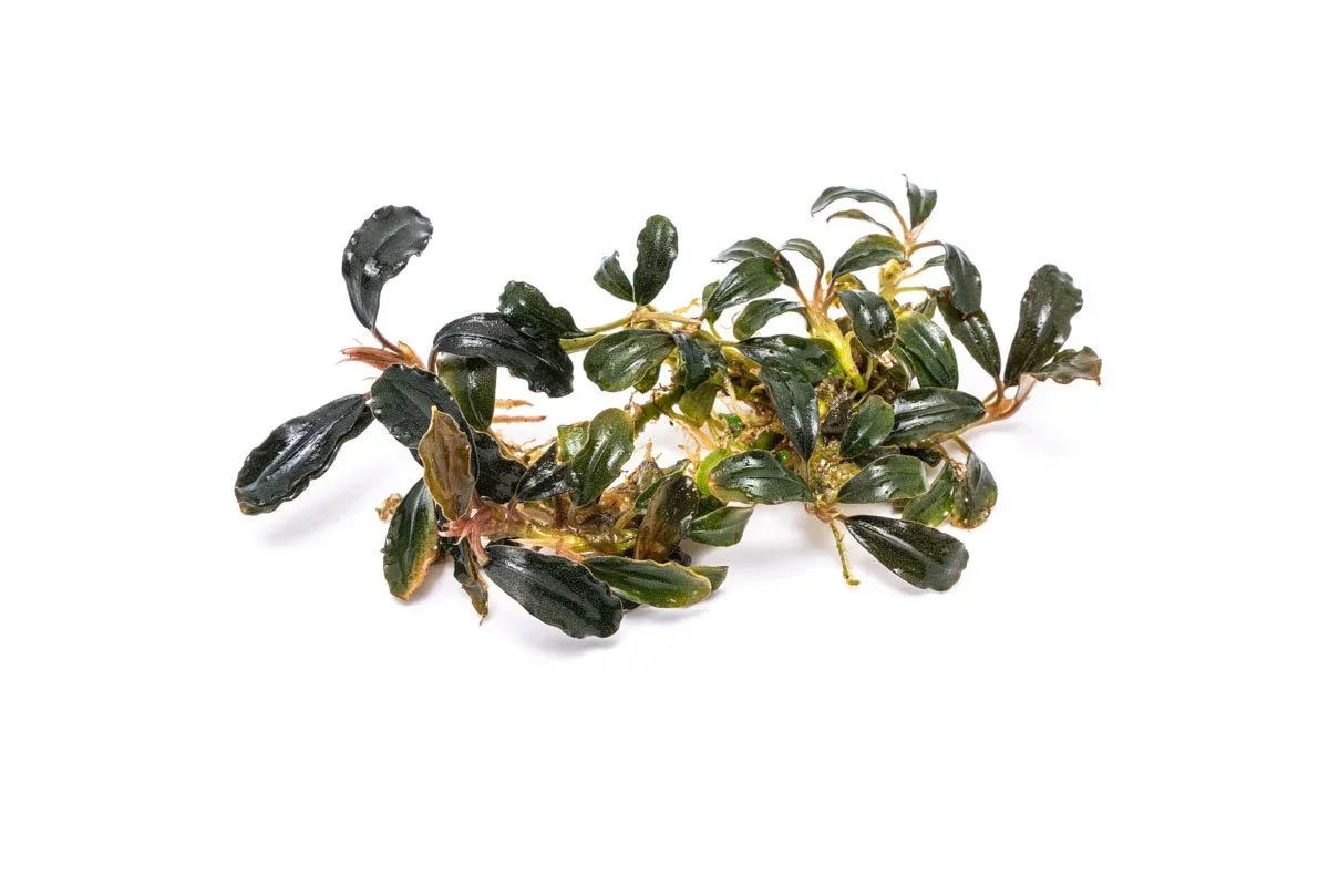 Bucephalandra Black Mist
