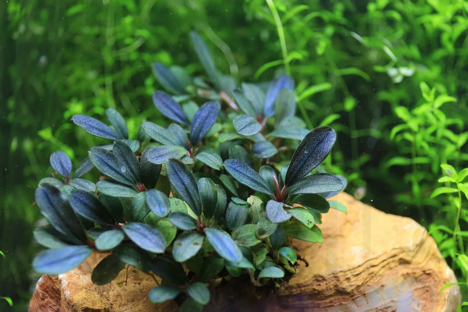 Bucephalandra Black Pearl - Image 2