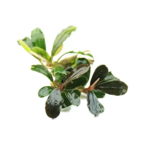 Bucephalandra Black Pearl