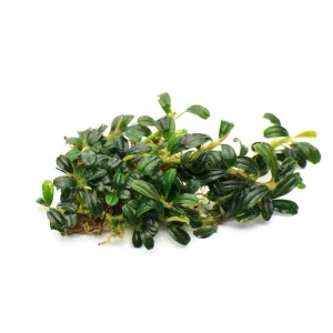 Bucephalandra Black Tears
