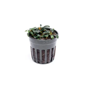 Bucephalandra Boyan Mini Narrow