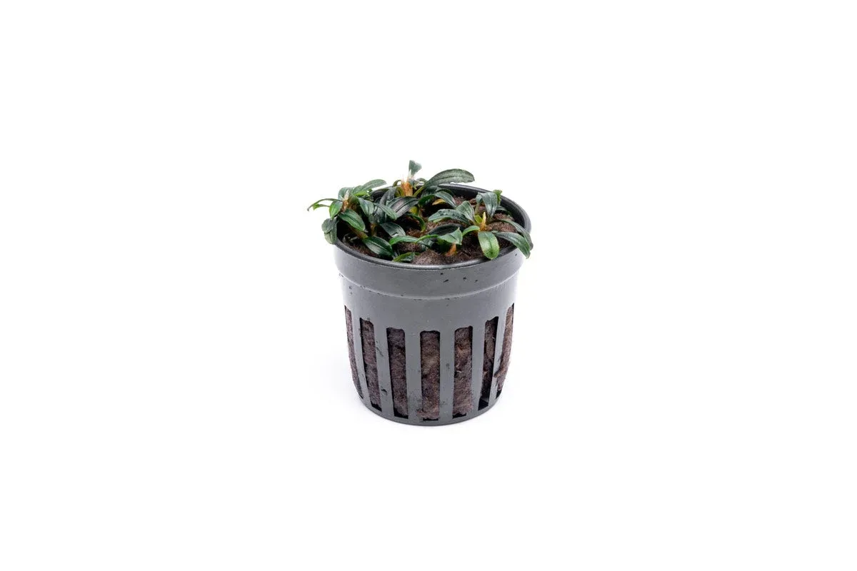 Bucephalandra Boyan Mini Narrow