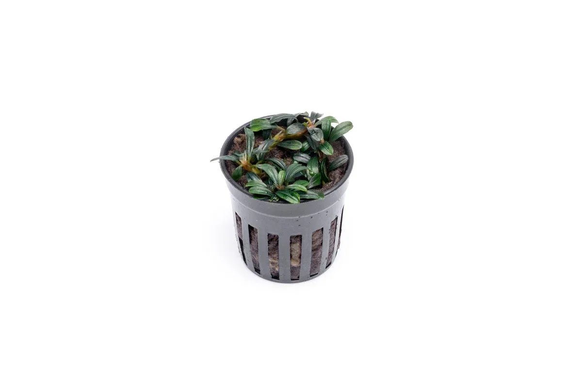 Bucephalandra Boyan Mini Narrow - Image 2