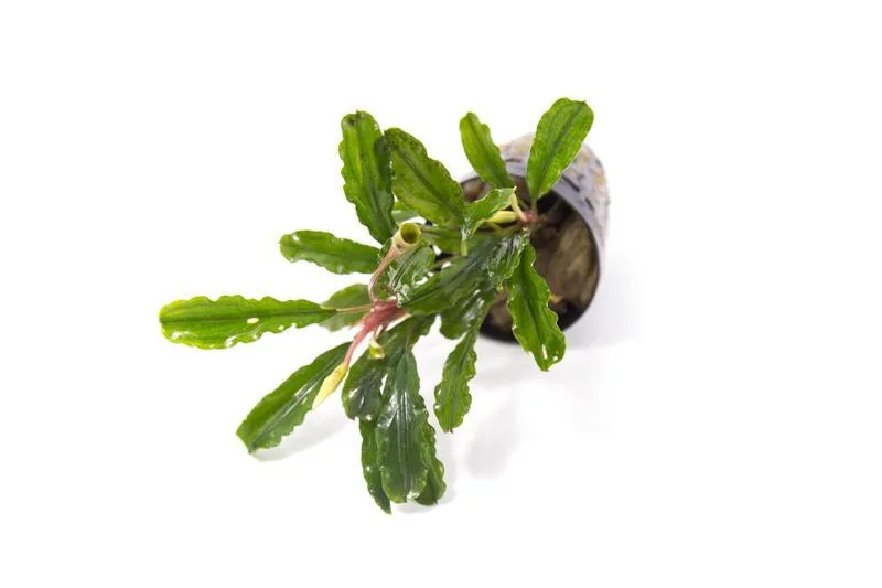 Bucephalandra Broad Wavy Pot (Farmed) - Image 2