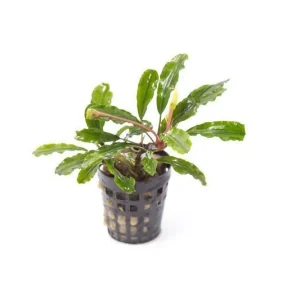Bucephalandra Broad Wavy Pot (Farmed)
