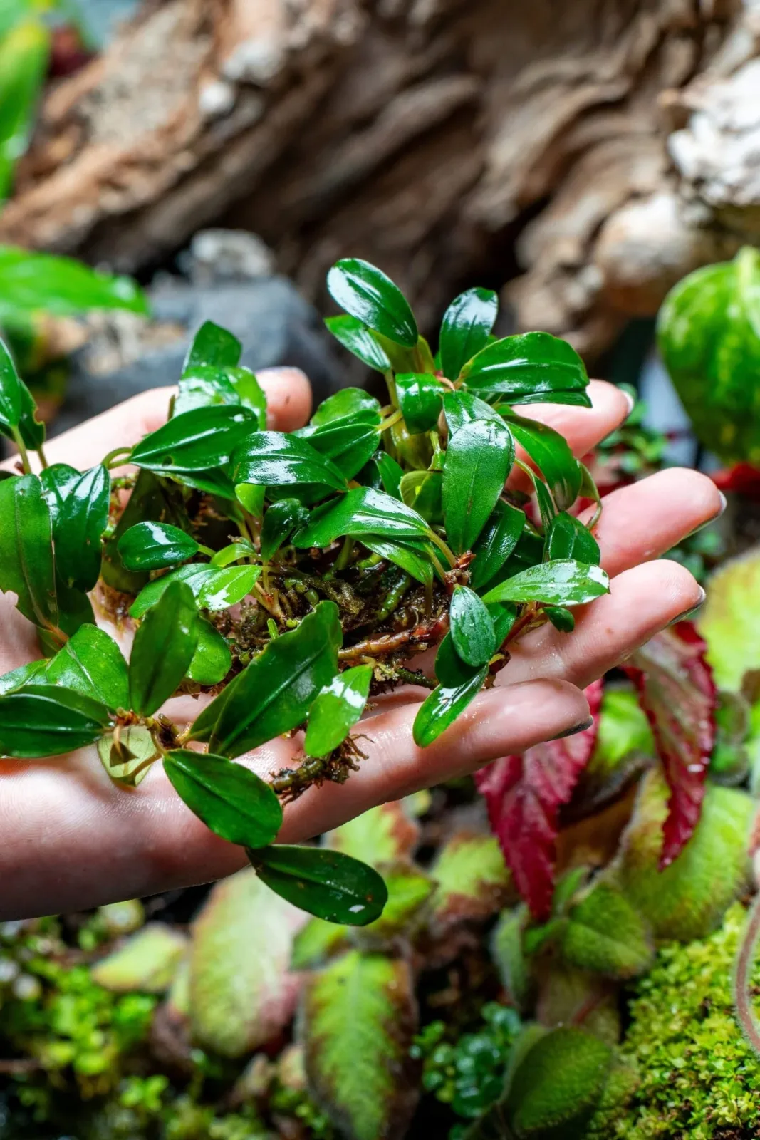 Bucephalandra Brownie Athena - Image 2