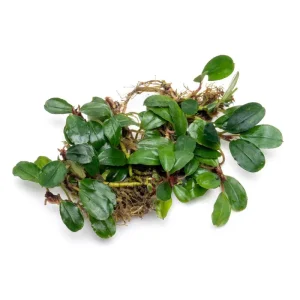 Bucephalandra Brownie Athena