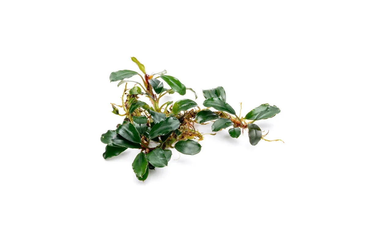Bucephalandra Brownie Blue - Image 2