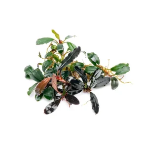 Bucephalandra Brownie Blue