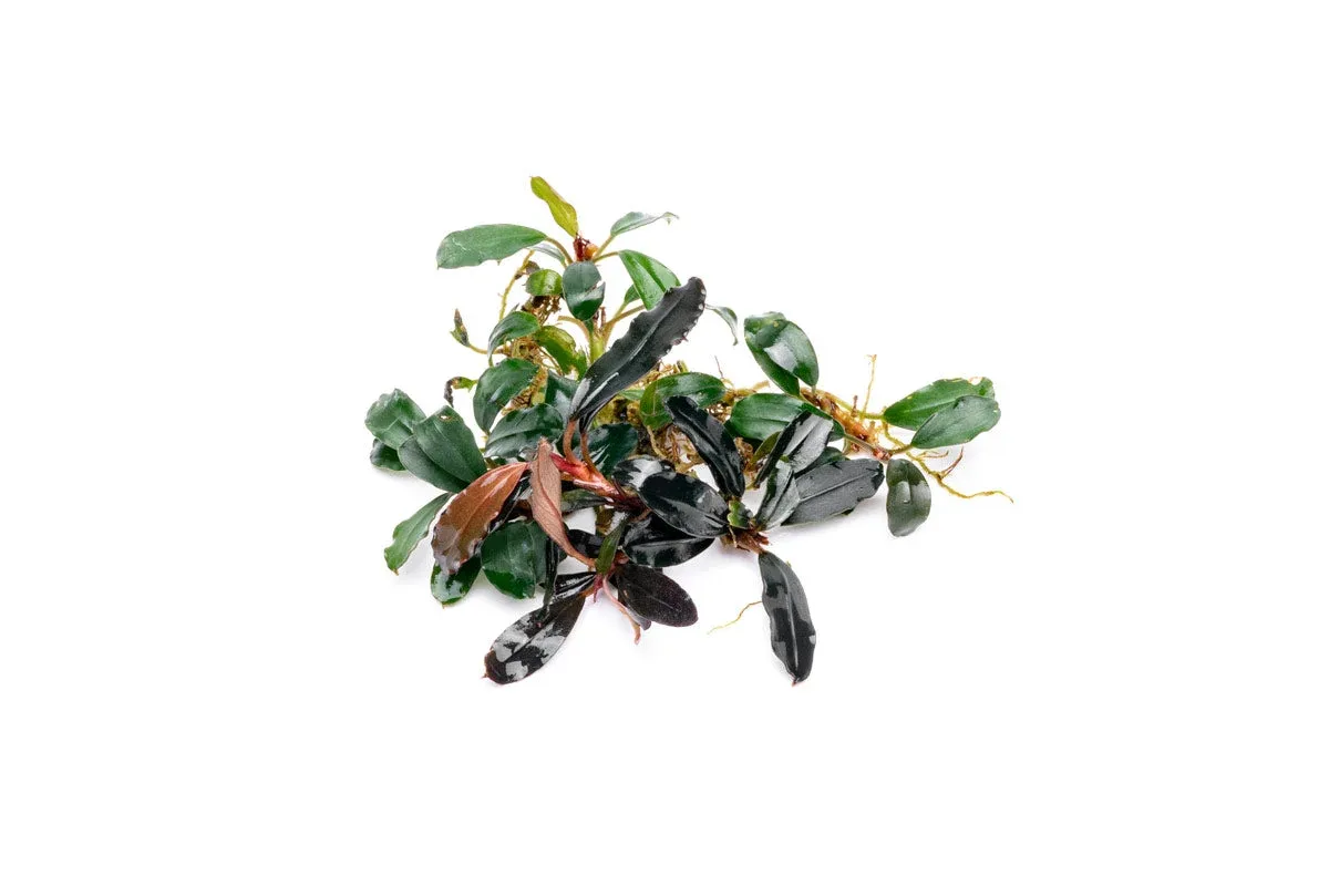 Bucephalandra Brownie Blue