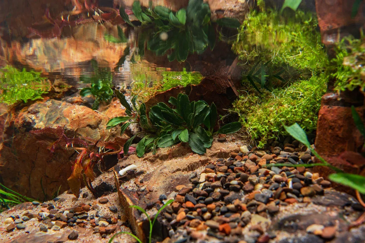Bucephalandra Brownie Blue Pot - Image 2