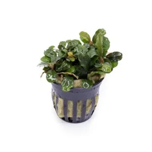 Bucephalandra Brownie Blue Pot