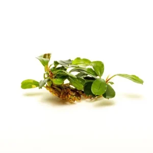 Bucephalandra Brownie Brown