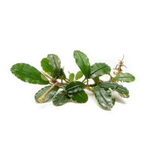Bucephalandra Brownie Firebird