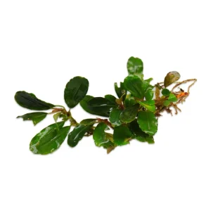 Bucephalandra Brownie Hermes